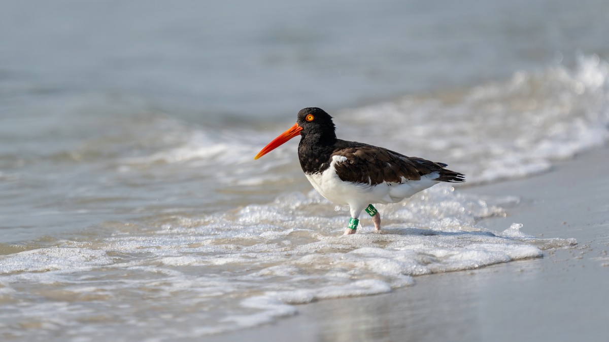 American Oystercatcher - Keith Kennedy