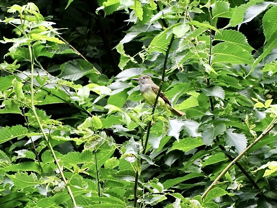 Great Crested Flycatcher - Janet Wooten