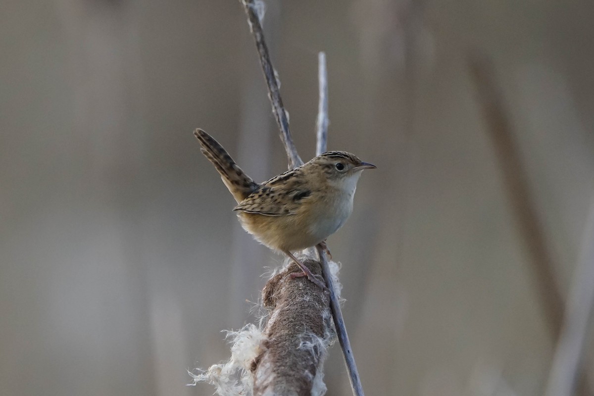 Grass Wren - ML59191071