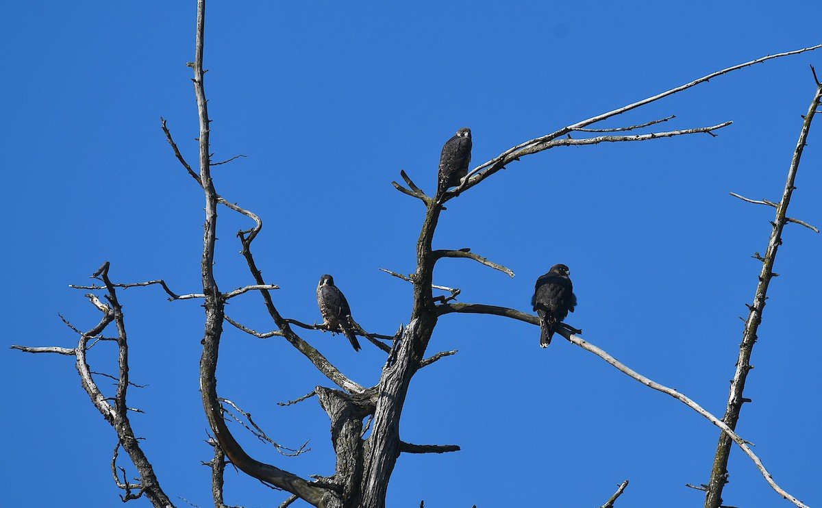 Эгэл шонхор - ML591912261