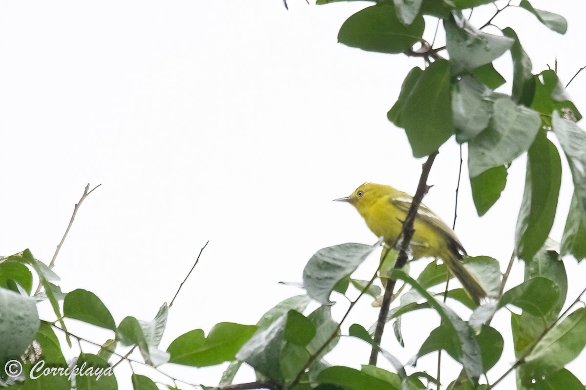 Common Iora - ML591912491