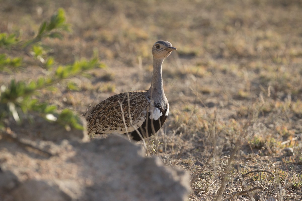 Red-crested Bustard - Lily Johnson-Ulrich