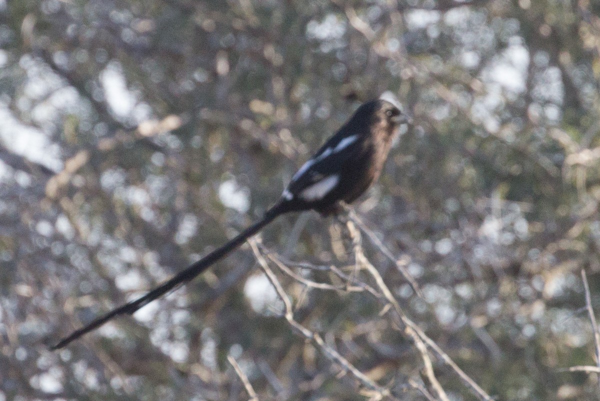 Magpie Shrike - Lily Johnson-Ulrich