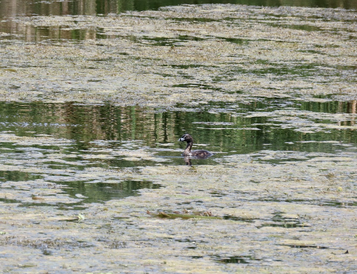 Pied-billed Grebe - ML591913061