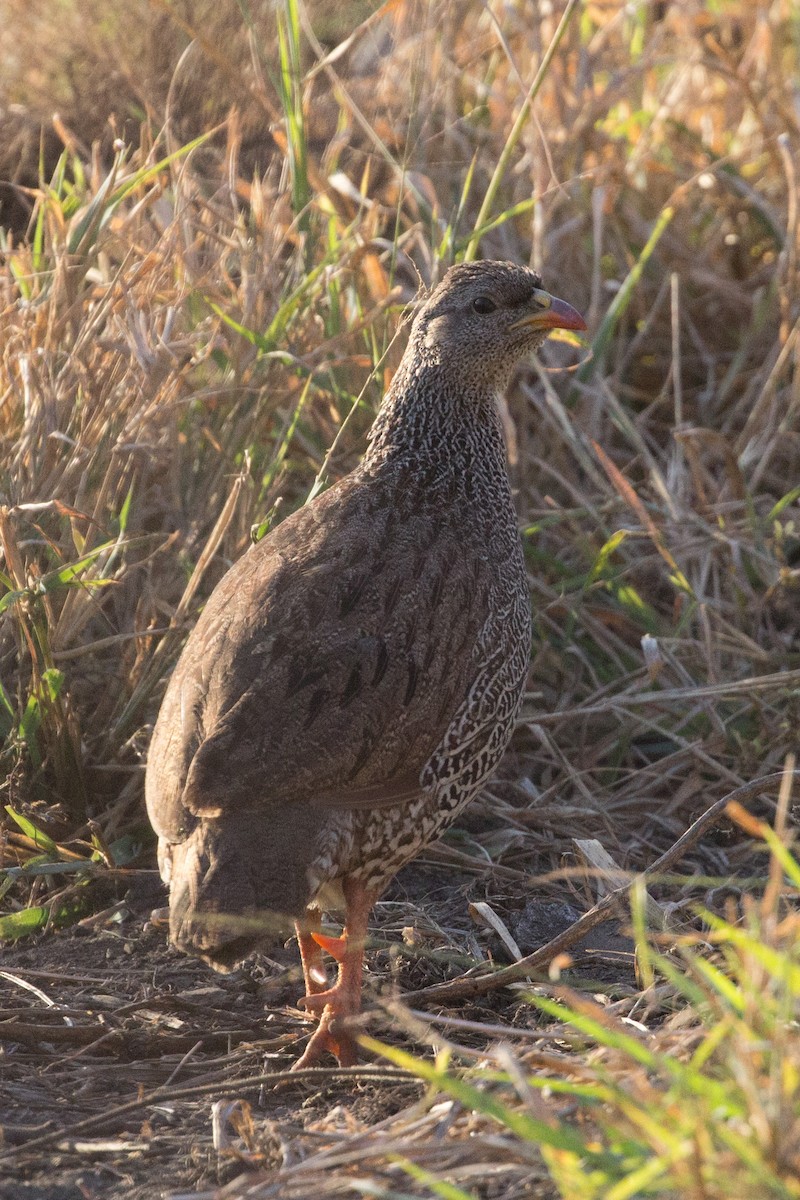 Natal Spurfowl - ML591914181