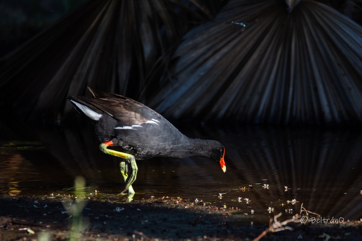 Common Gallinule - ML591915741