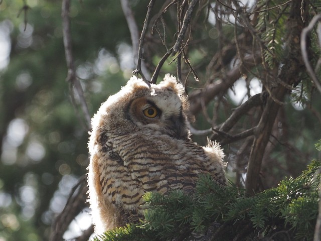 Great Horned Owl - ML59191701