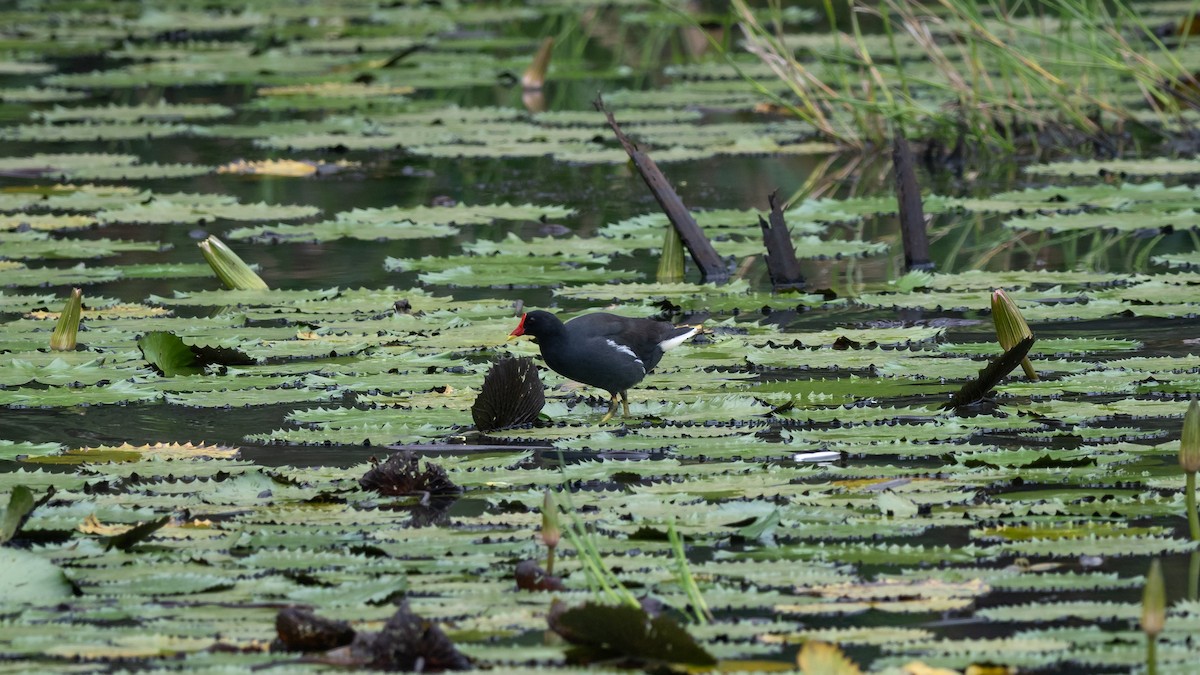 Eurasian Moorhen - Mathurin Malby