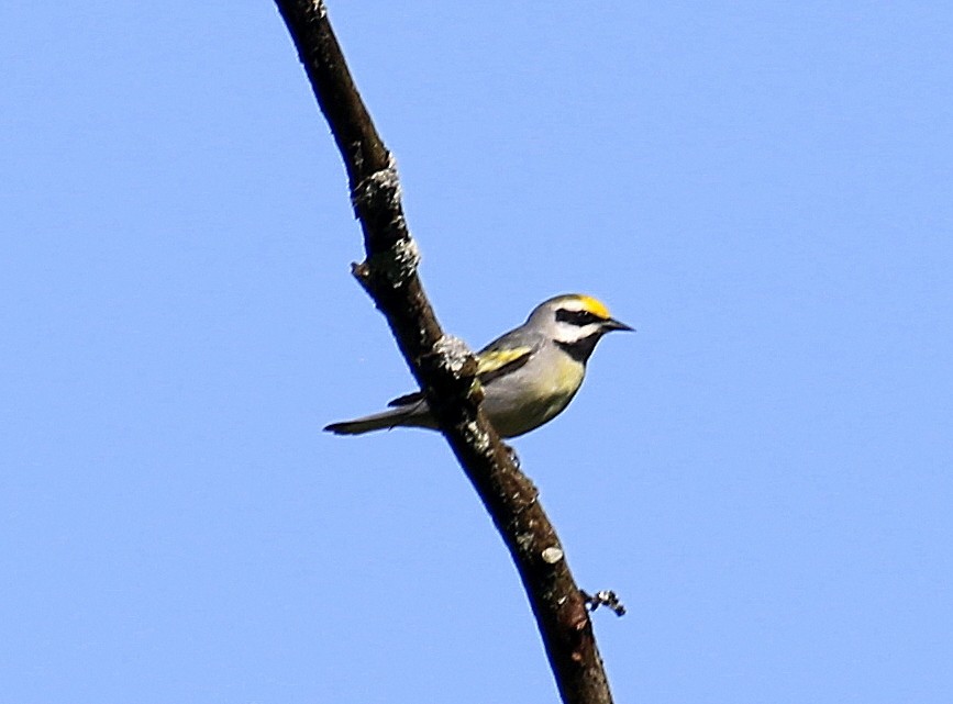 Golden-winged Warbler - ML59191751