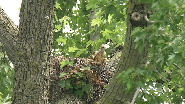 Red-shouldered Hawk - ML591917961