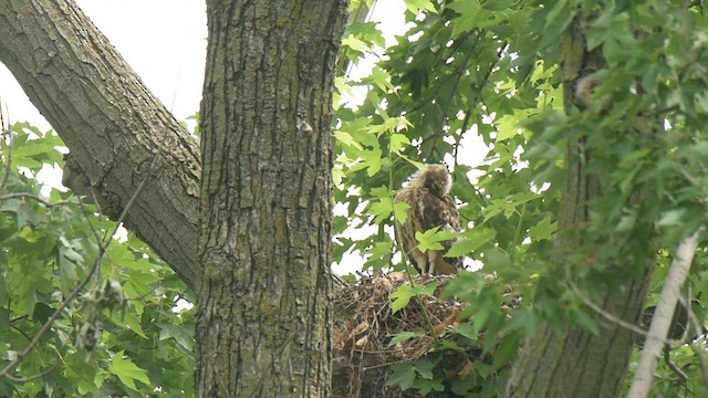 Red-shouldered Hawk - ML591918011