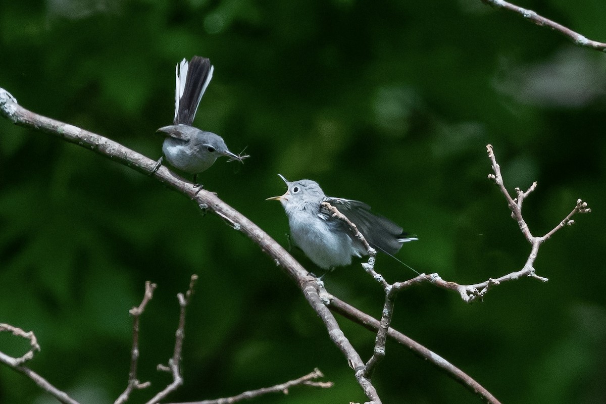 Blue-gray Gnatcatcher - Bill Massaro