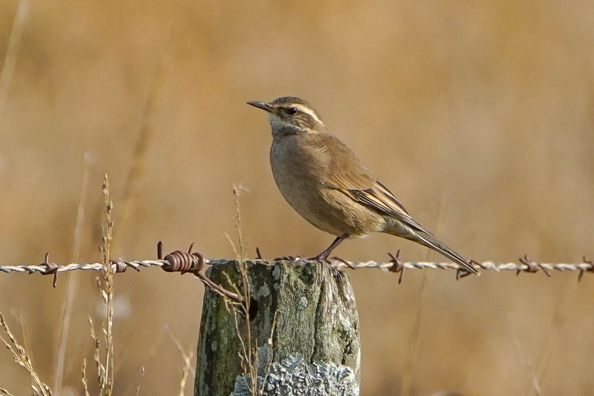 Buff-winged Cinclodes - Georgina Whitney