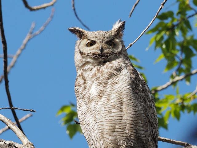 Great Horned Owl - ML59191901