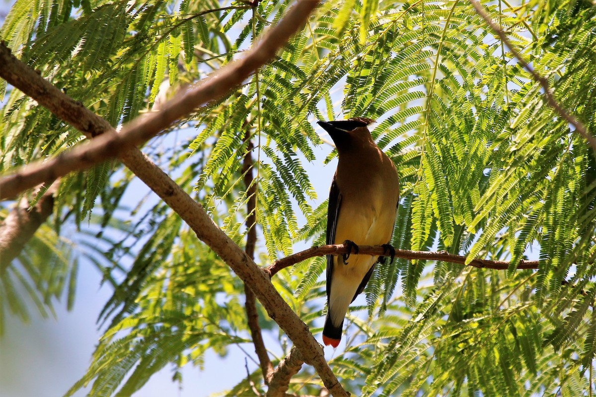 Cedar Waxwing - Madeleine Sandefur