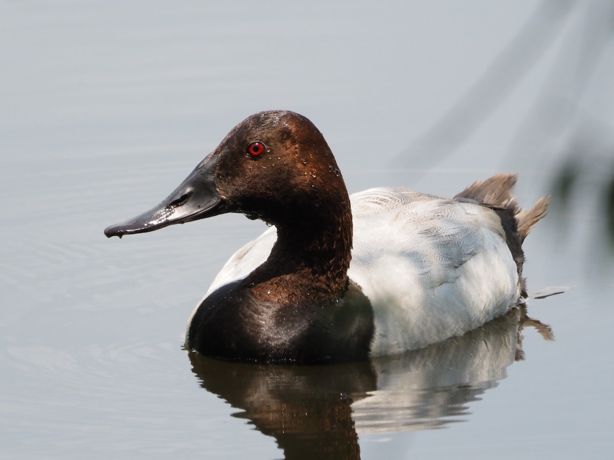 Canvasback - ML591920631