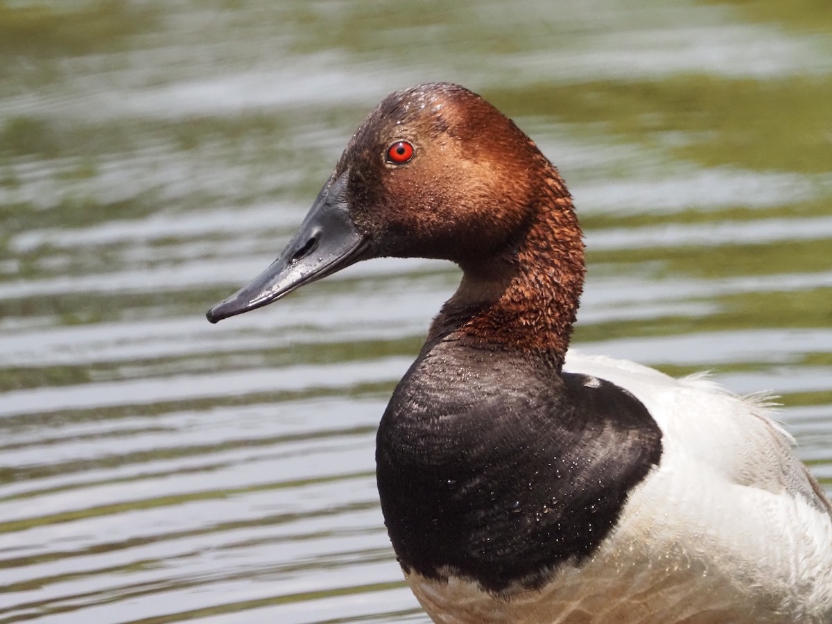 Canvasback - ML591920641