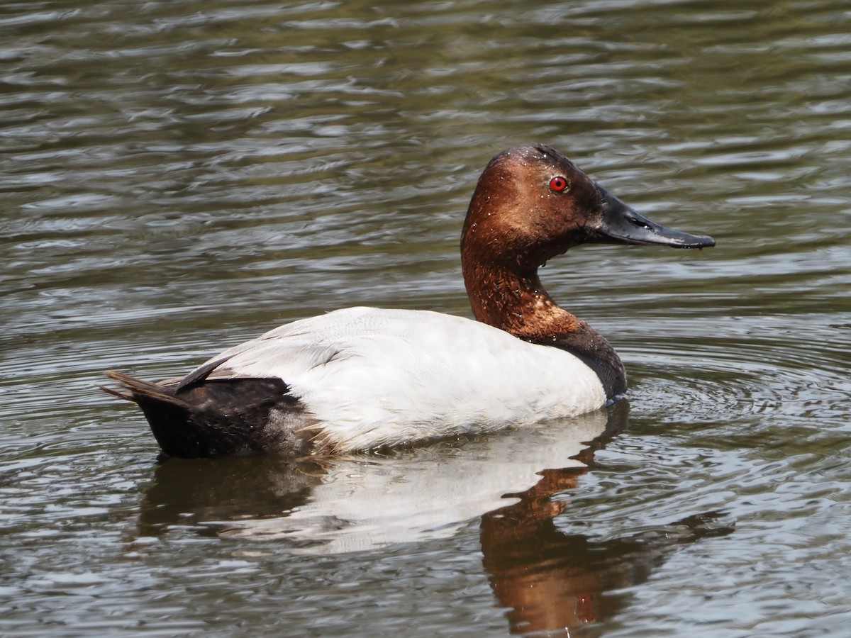 Canvasback - ML591920681