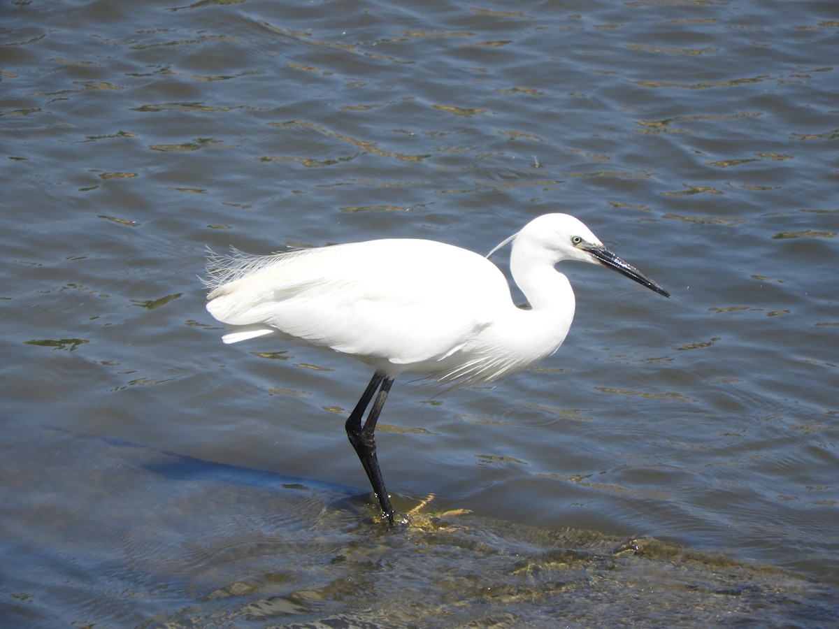 Little Egret - Gerald Moore