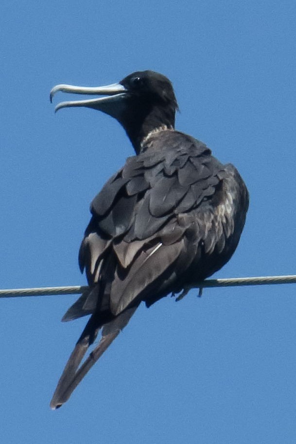 Magnificent Frigatebird - ML591922401