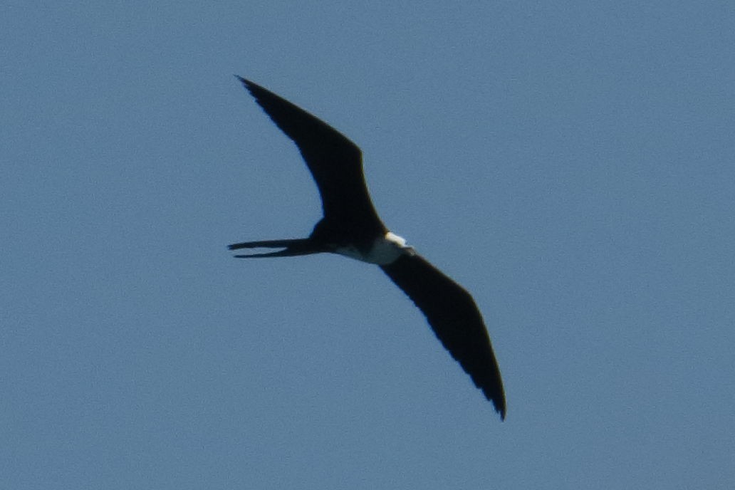 Magnificent Frigatebird - ML591922411