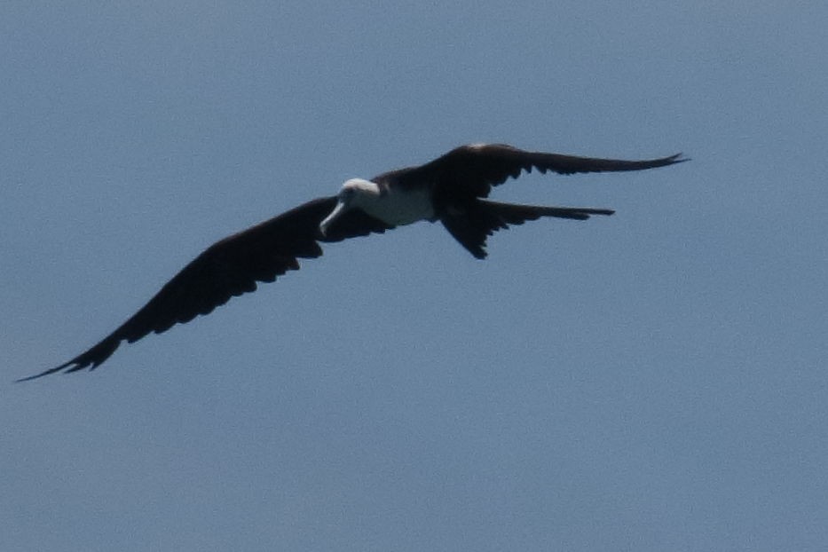 Magnificent Frigatebird - ML591922421