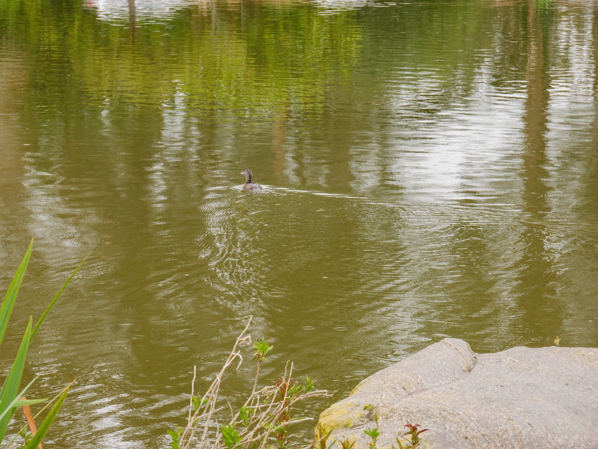 Pied-billed Grebe - ML591922431