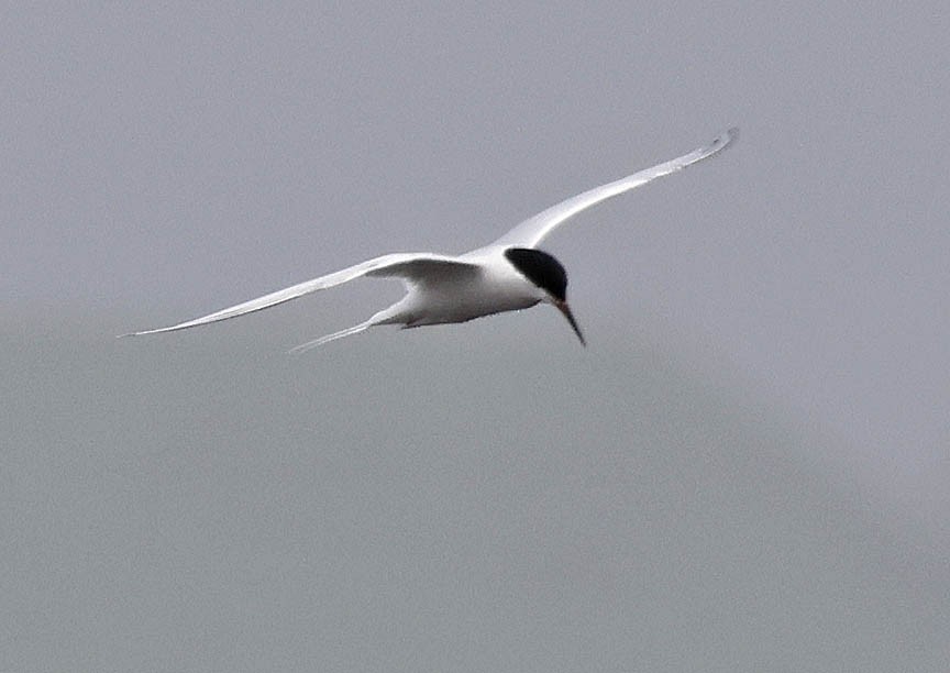 Roseate Tern - ML591923021