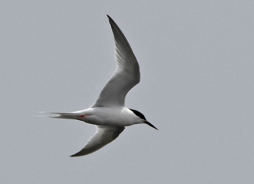 Roseate Tern - ML591923031