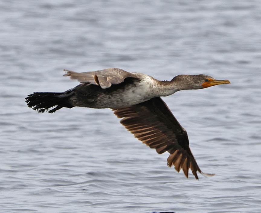 Double-crested Cormorant - ML591923111