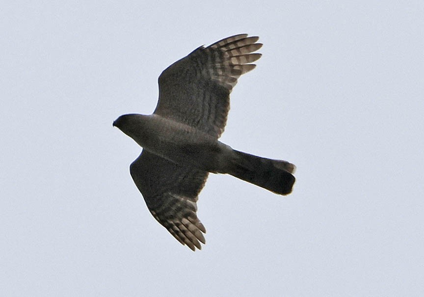 Cooper's Hawk - ML591923151