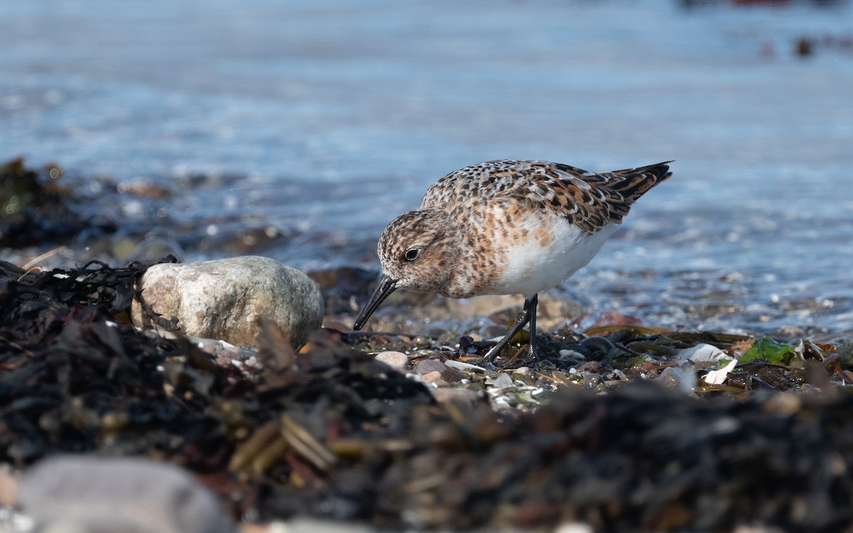 Sanderling - Emmanuel Naudot