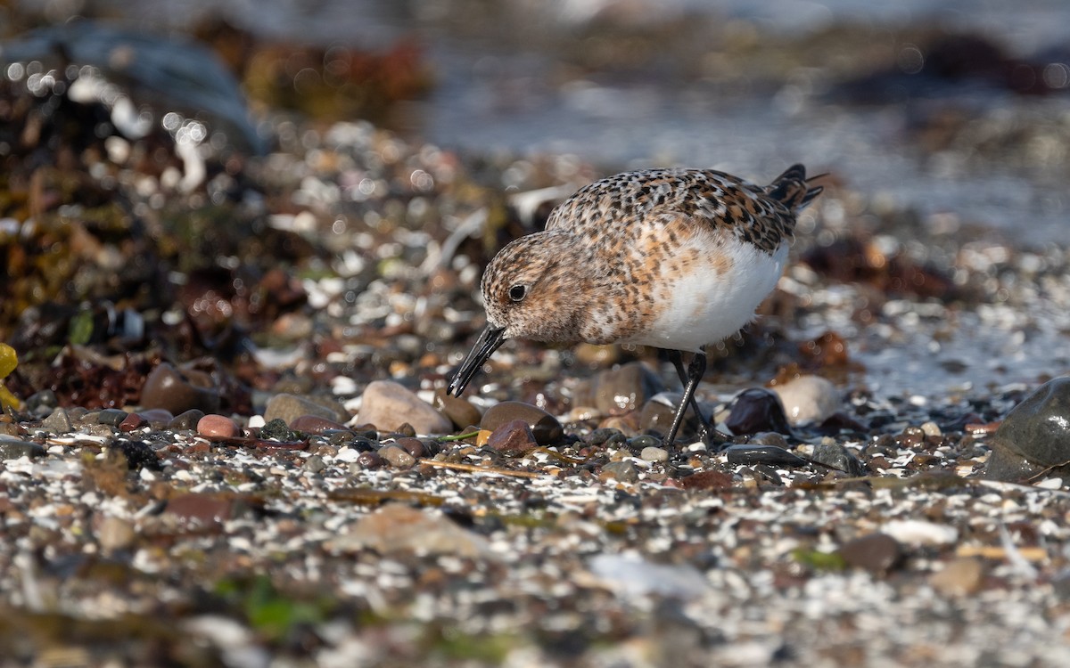 Bécasseau sanderling - ML591923181