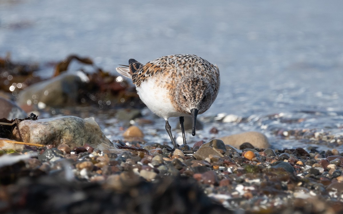 Sanderling - Emmanuel Naudot