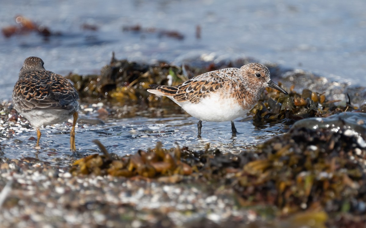 Sanderling - Emmanuel Naudot