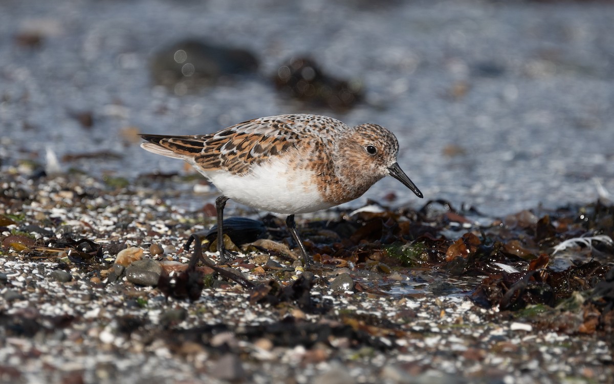 Sanderling - Emmanuel Naudot