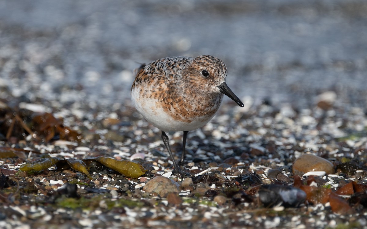 Sanderling - Emmanuel Naudot