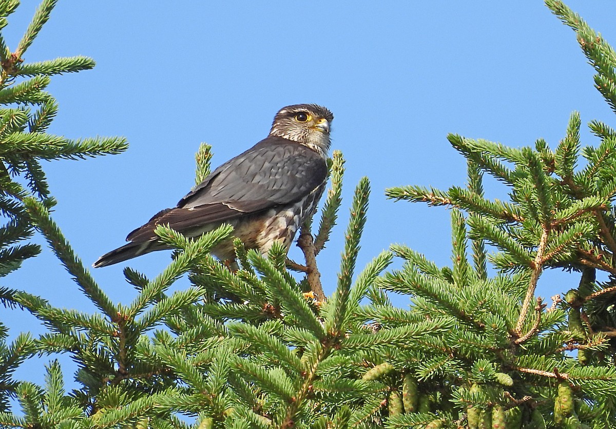 Merlin - ML591923991