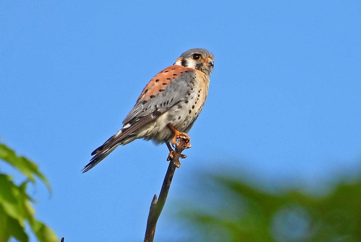 American Kestrel - ML591924171