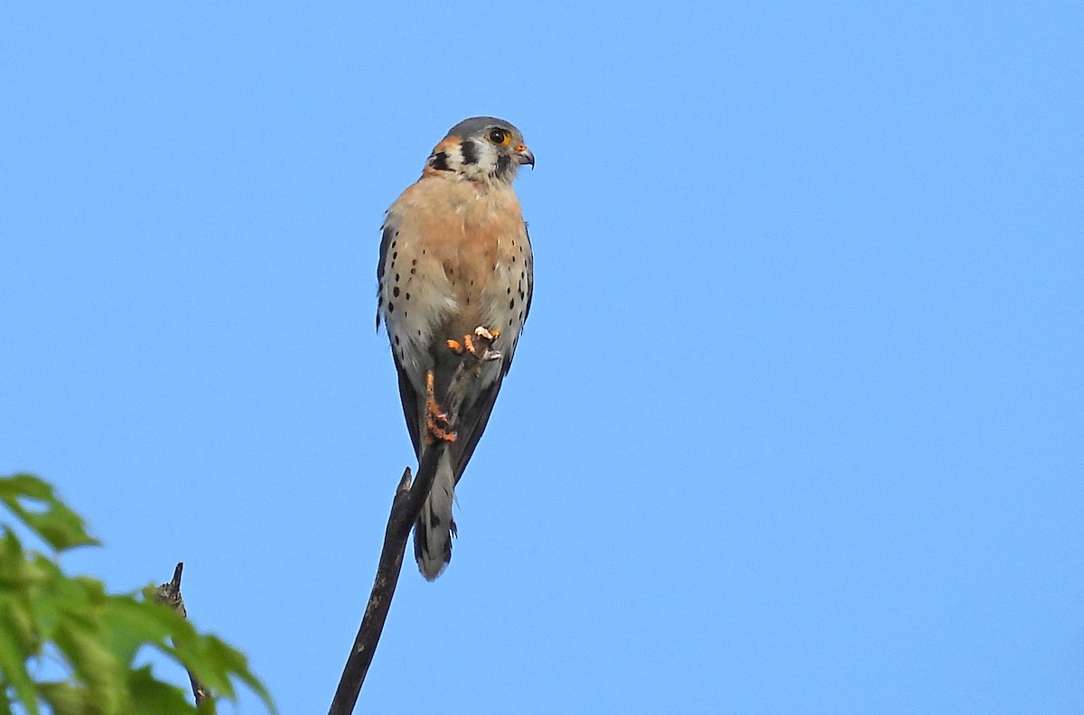 American Kestrel - ML591924281