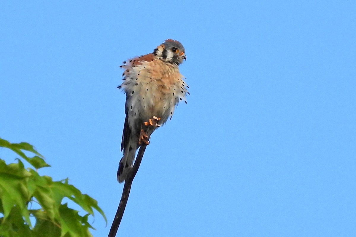 American Kestrel - ML591924291
