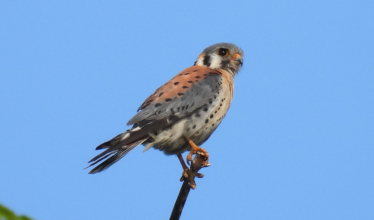 American Kestrel - ML591924301