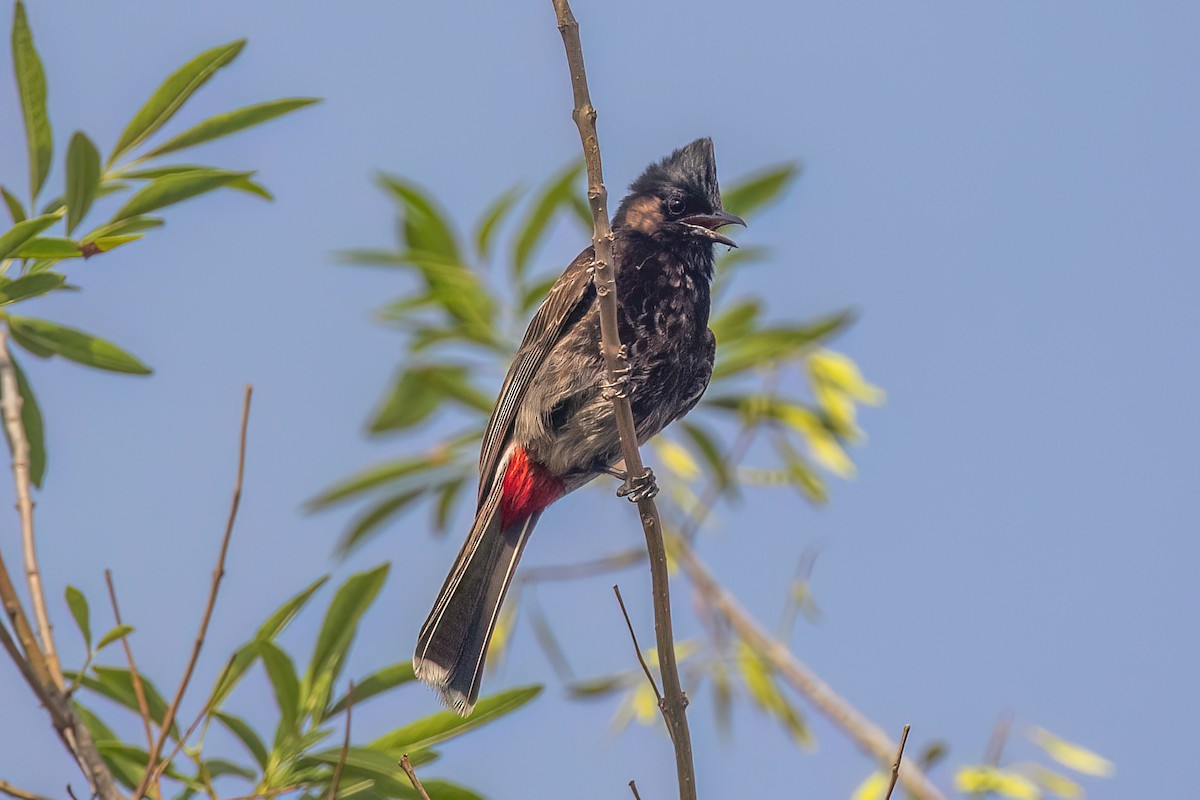 Red-vented Bulbul - ML591924721