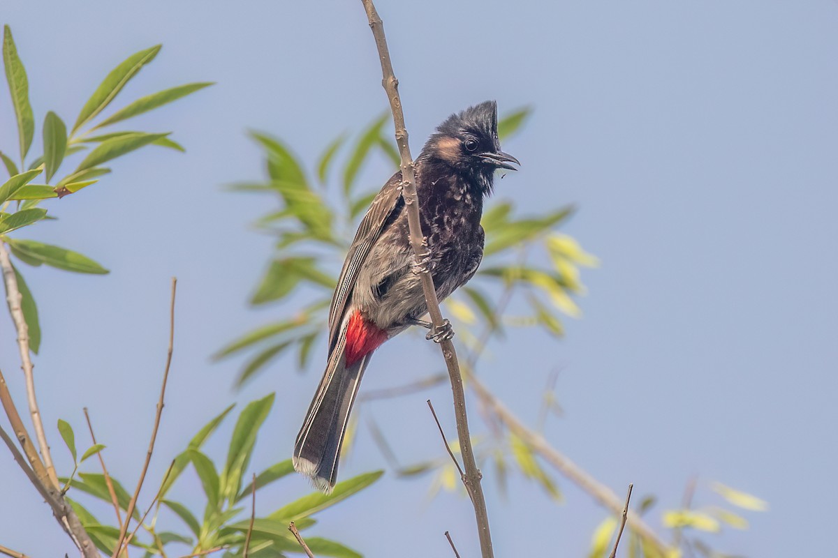 Red-vented Bulbul - ML591924761