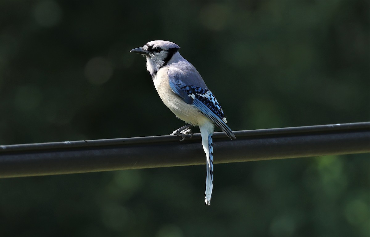 Blue Jay - John Finley