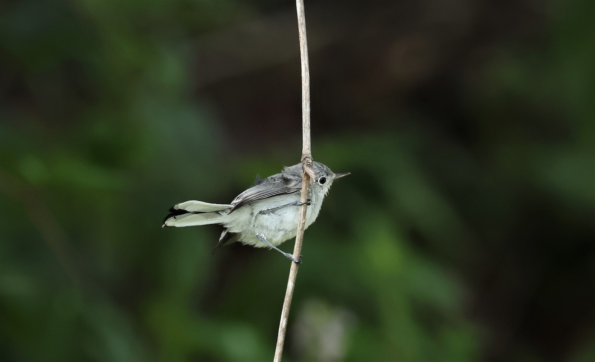 Blue-gray Gnatcatcher - ML591925351