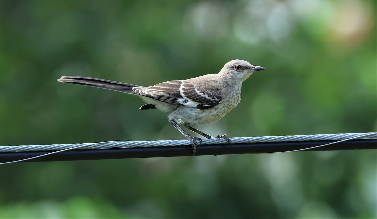 Northern Mockingbird - ML591925371