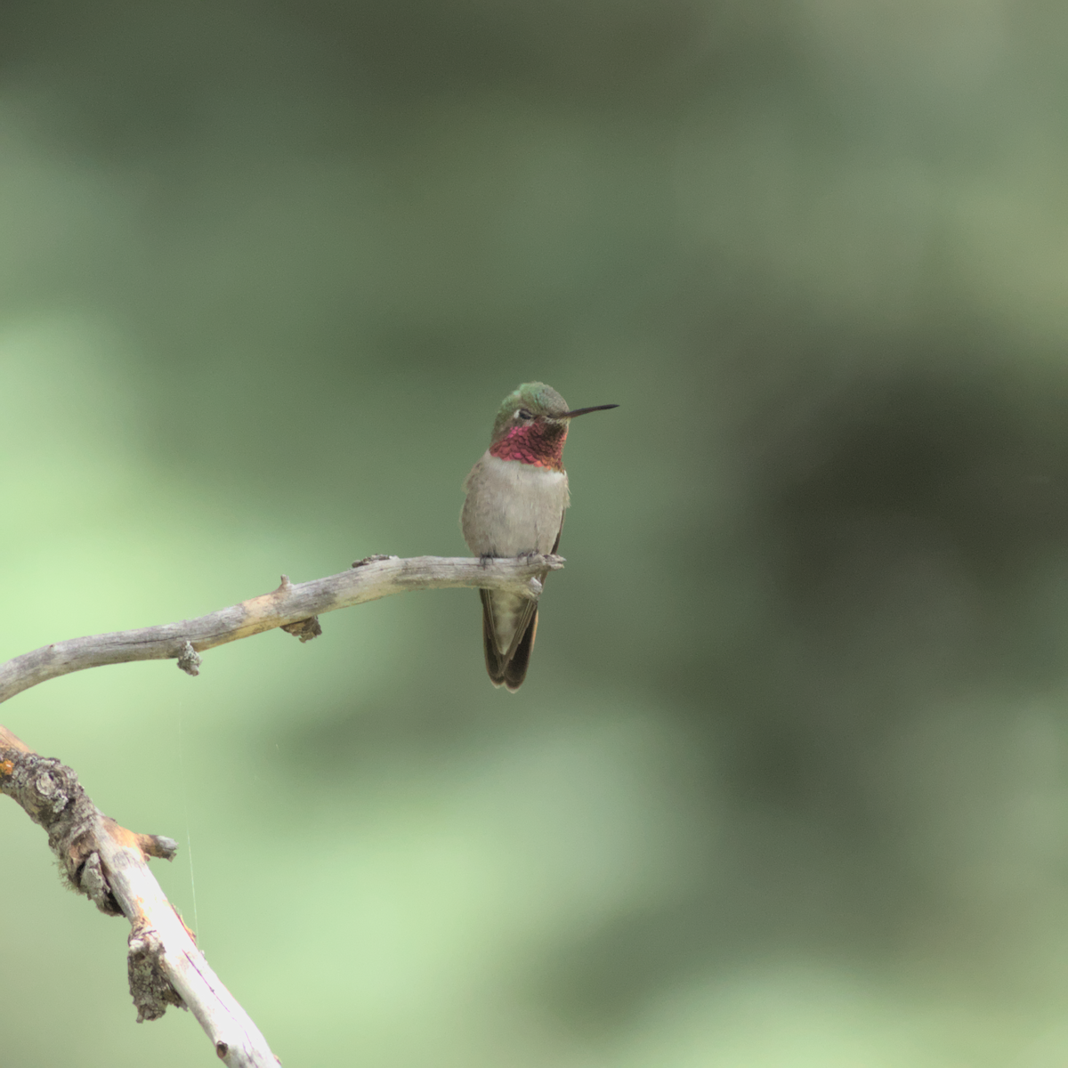 Broad-tailed Hummingbird - Nicholas Kelling