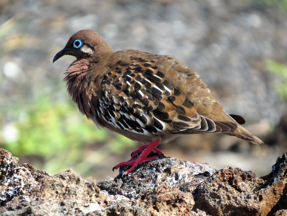 Tourterelle des Galapagos - ML591925761