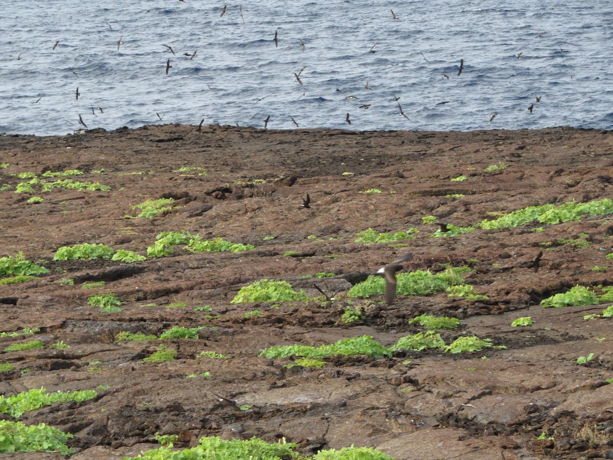 Wedge-rumped Storm-Petrel - ML591926031